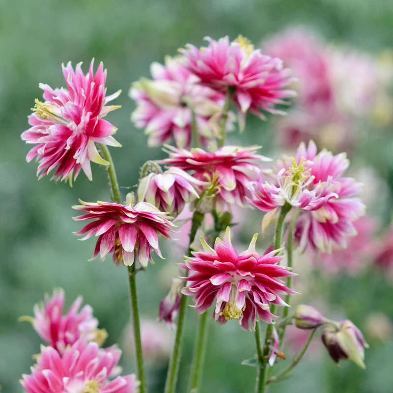 Akelei 'Nora Barlow'