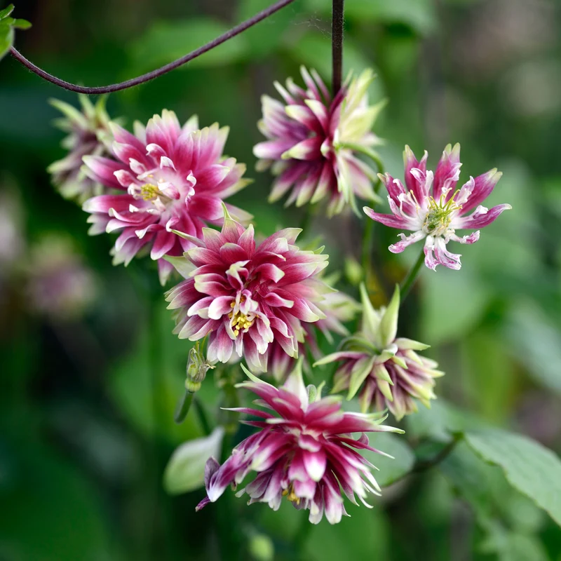 Akelei 'Nora Barlow'