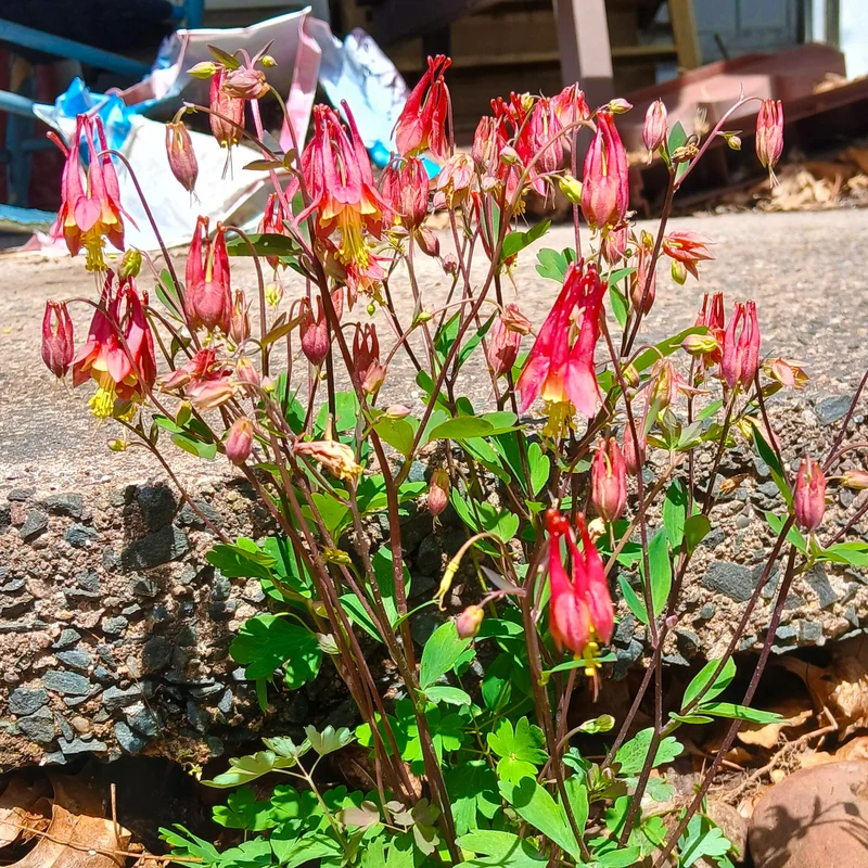 Akelei 'Little Lanterns'
