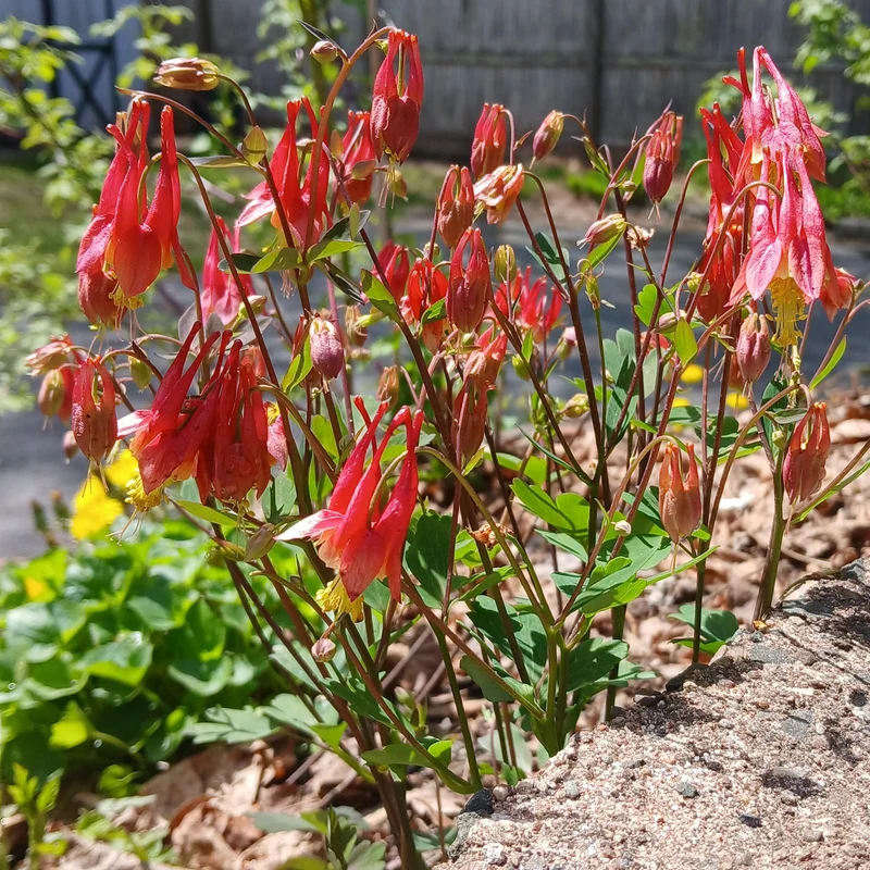 Akelei 'Little Lanterns'
