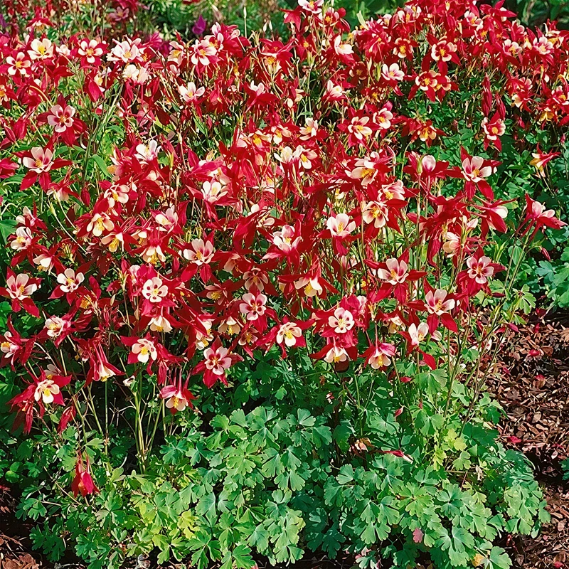 Akelei 'Koralle'