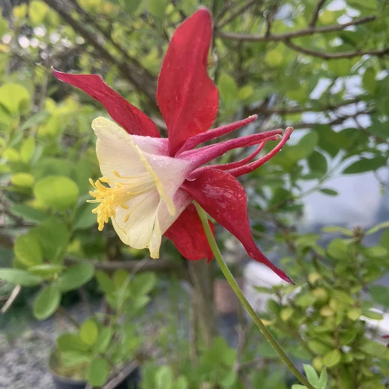 Akelei 'Koralle'