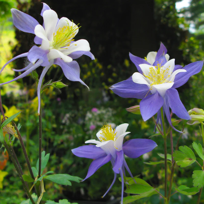 Akelei 'Heavenly Blue'