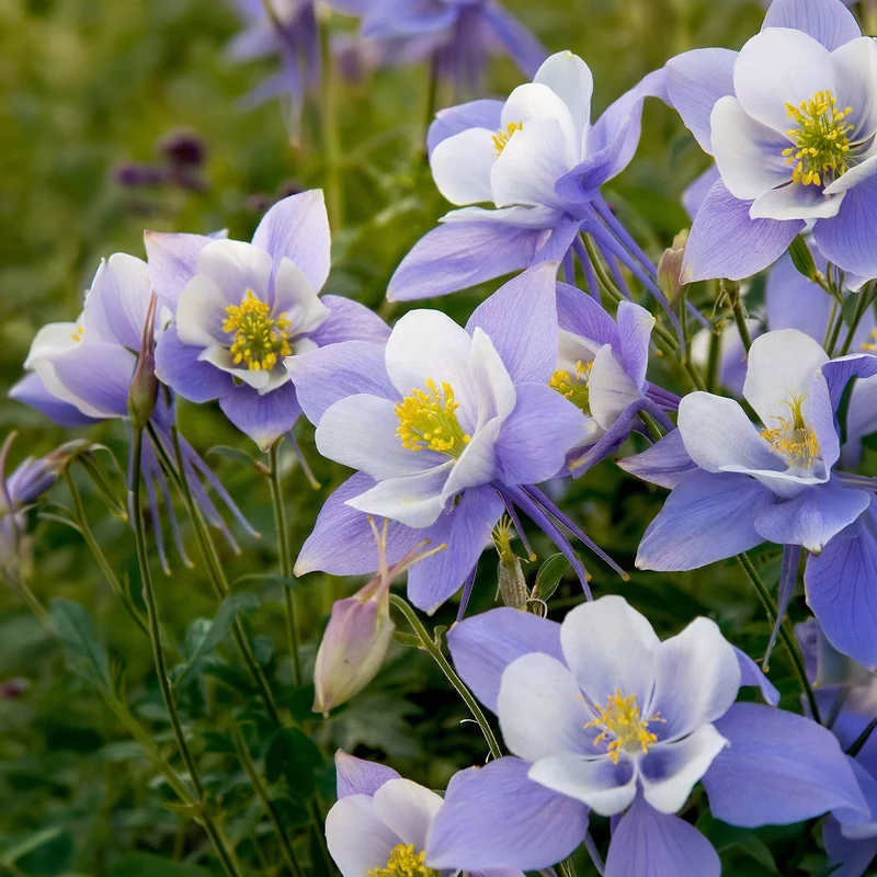 Akelei 'Heavenly Blue'