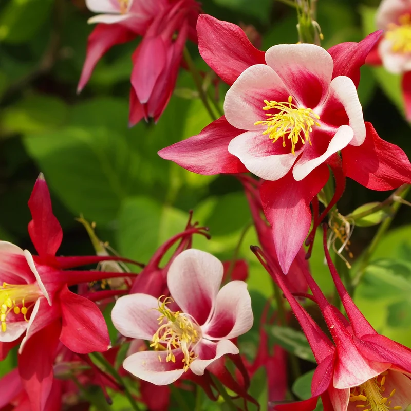 Akelei 'Crimson Star'
