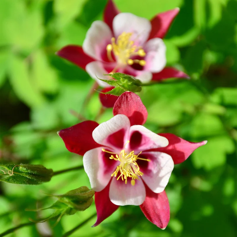 Akelei 'Crimson Star'