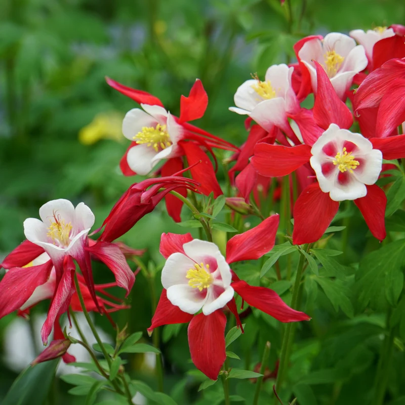 Akelei 'Crimson Star'