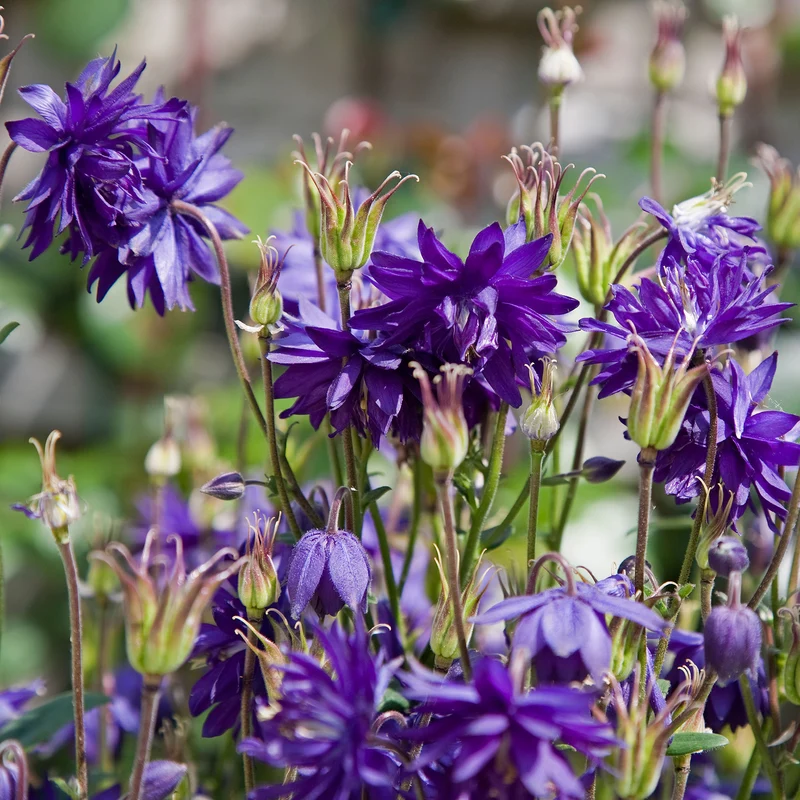 Akelei 'Blue Barlow'