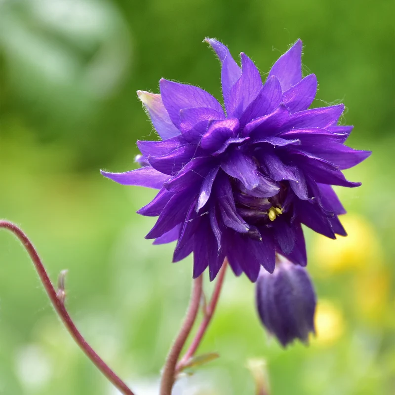 Akelei 'Blue Barlow'