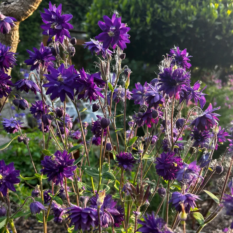 Akelei 'Blue Barlow'