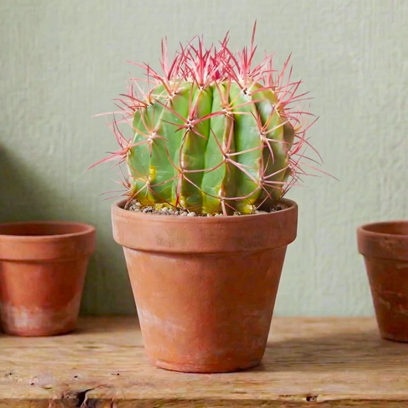 Teufelsnadelkaktus 'Stainesii'