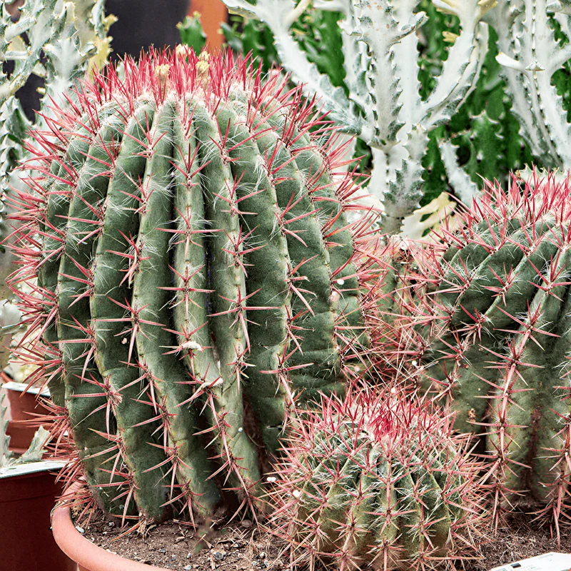 Teufelsnadelkaktus 'Stainesii'