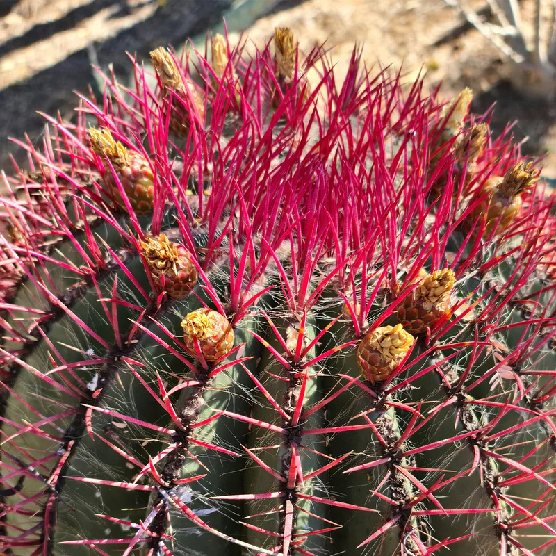 Teufelsnadelkaktus 'Stainesii'