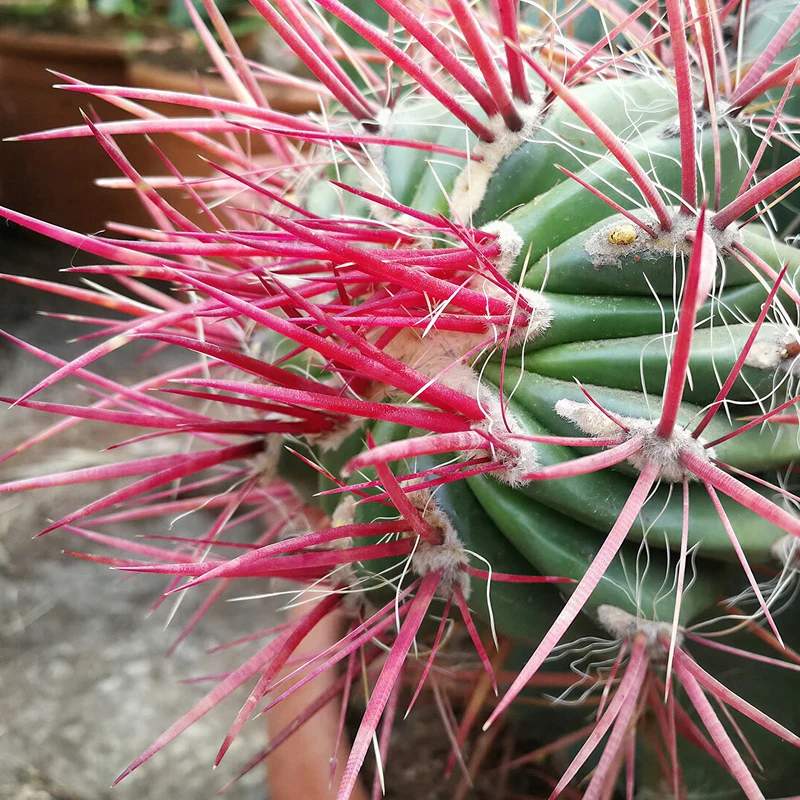 Teufelsnadelkaktus 'Stainesii'