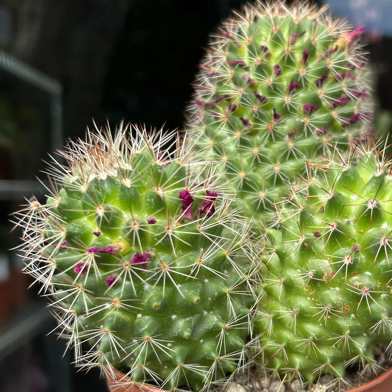 Warzenkaktus 'Backebergiana ernestii'