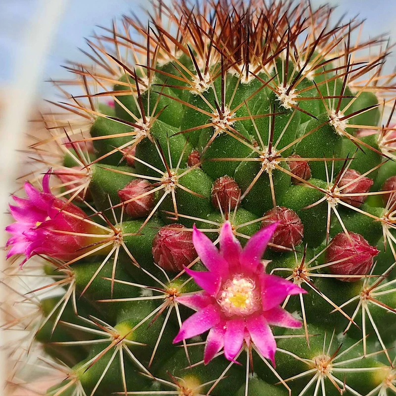 Warzenkaktus 'Backebergiana ernestii'