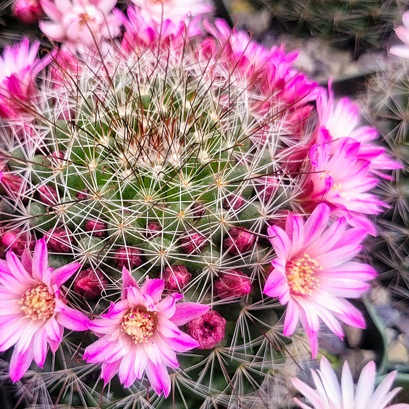 Warzenkaktus 'Backebergiana ernestii'