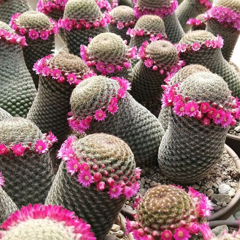 Warzenkaktus 'Matudae'