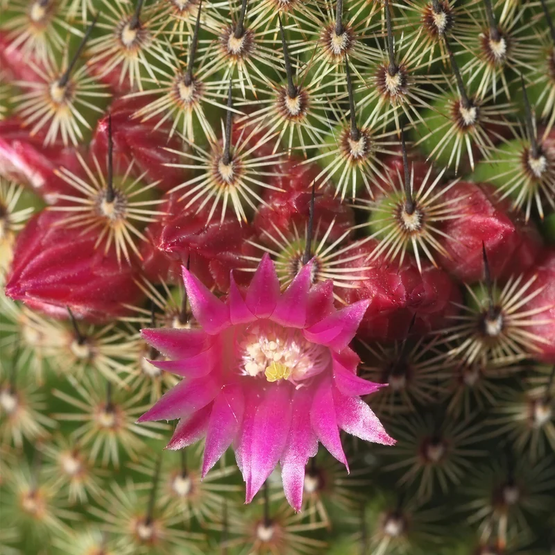 Warzenkaktus 'Matudae'