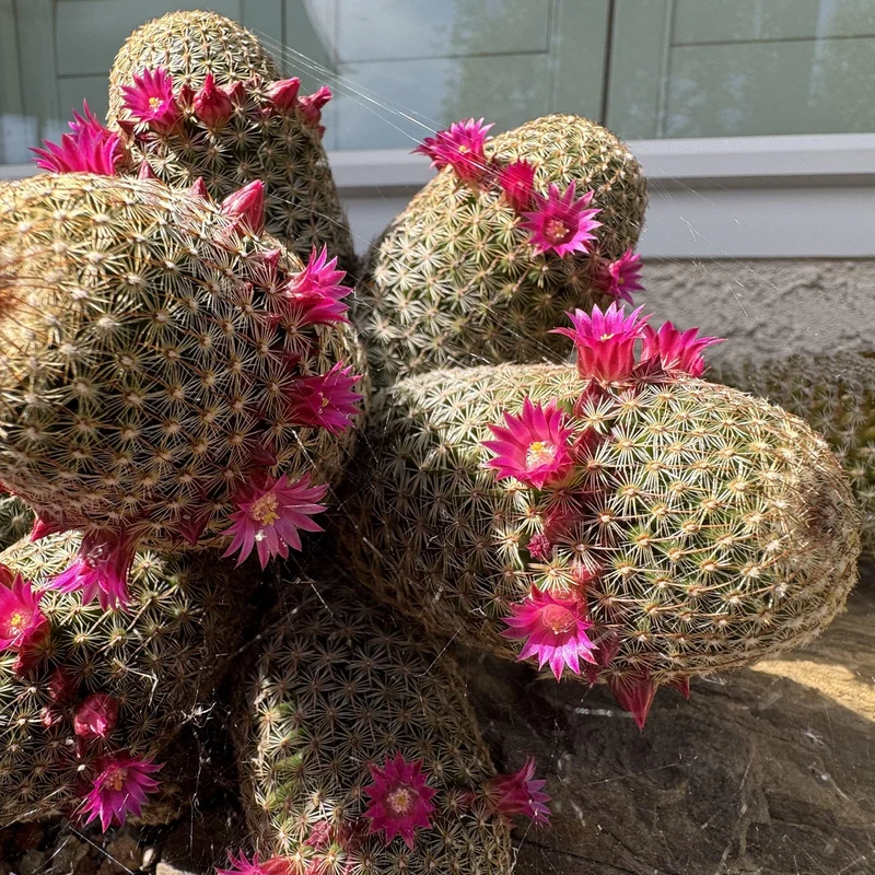 Warzenkaktus 'Matudae'