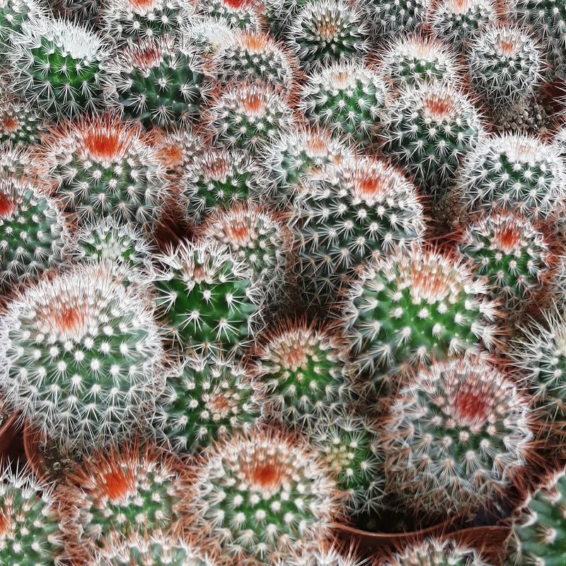 Warzenkaktus 'Spinosissima Rubra'