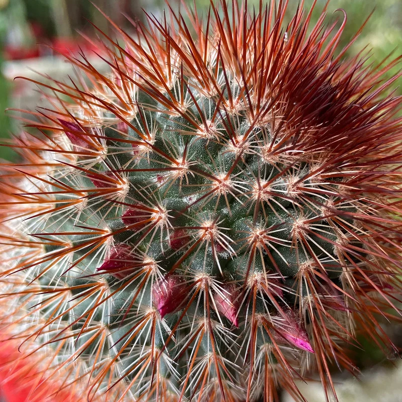 Warzenkaktus 'Spinosissima Rubra'