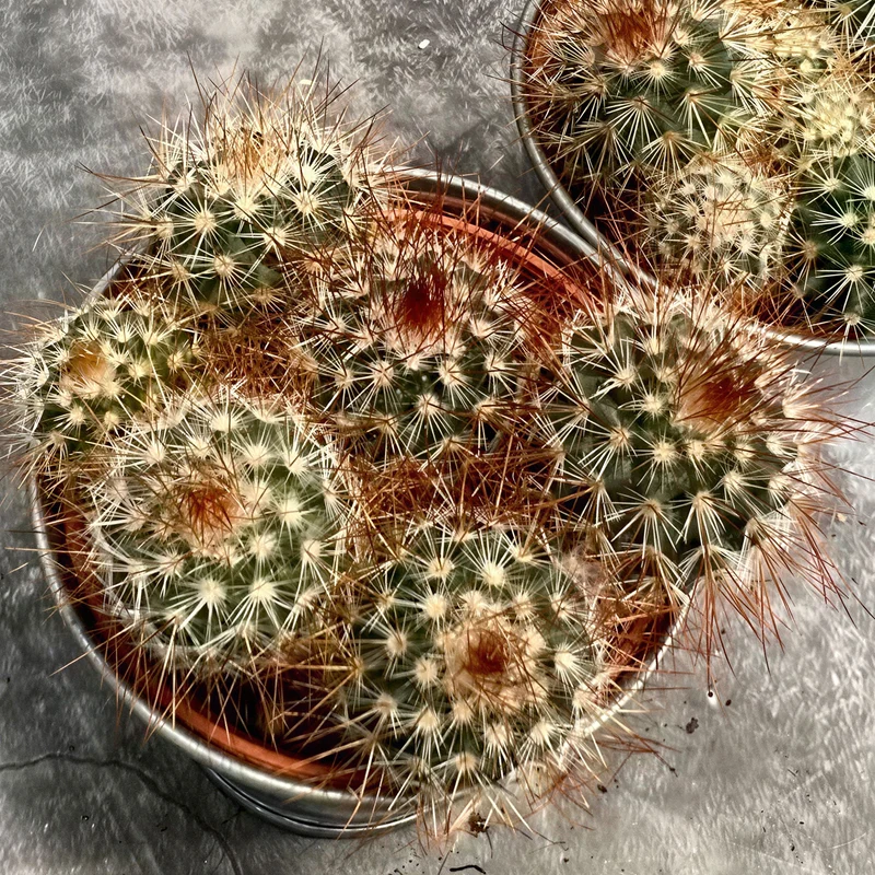 Warzenkaktus 'Spinosissima Rubra'
