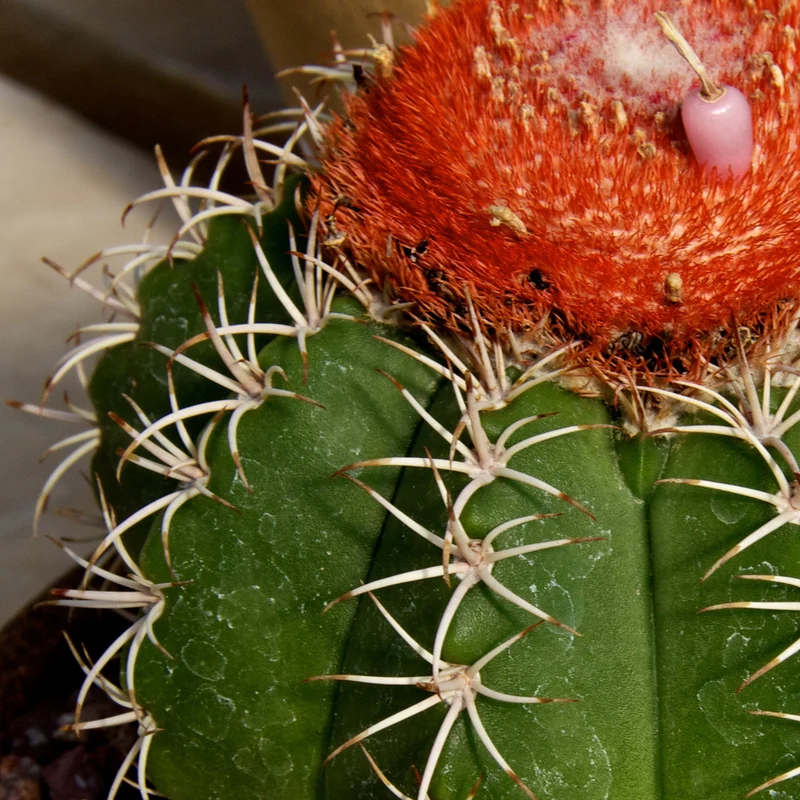 Melonenkaktus 'Matanzanus'