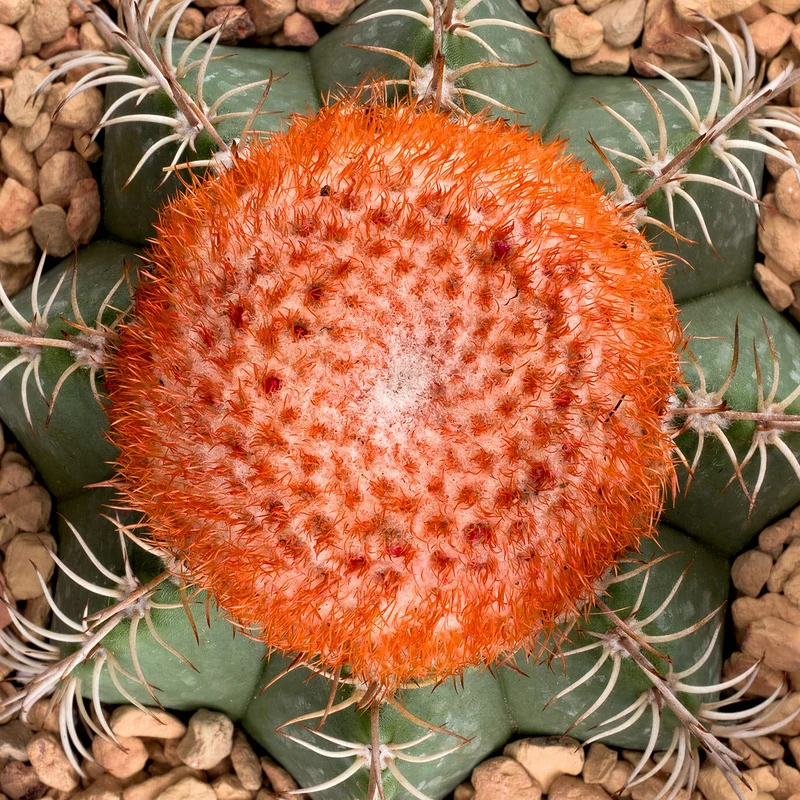 Melonenkaktus 'Matanzanus'