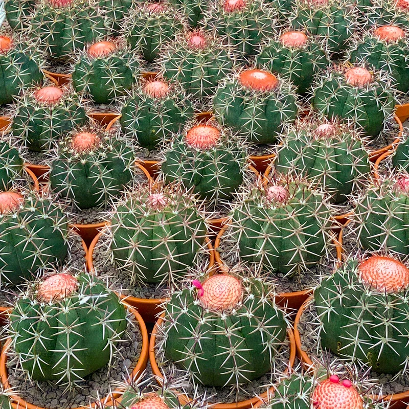 Melonenkaktus 'Matanzanus'