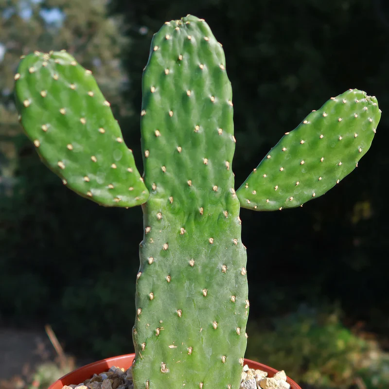 Opuntie 'Consolea'