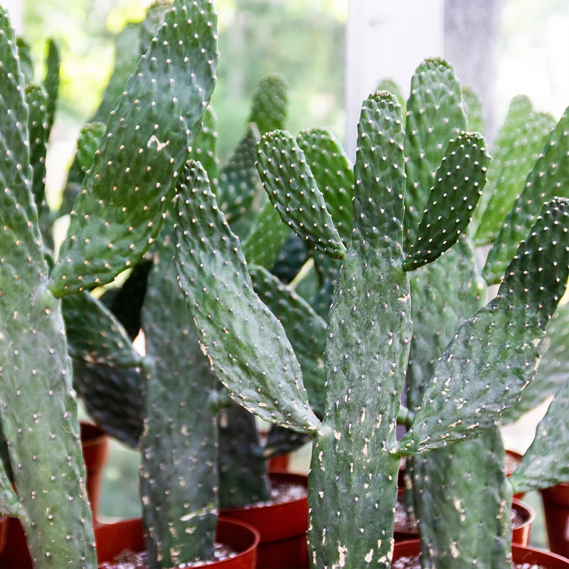 Opuntie 'Consolea'