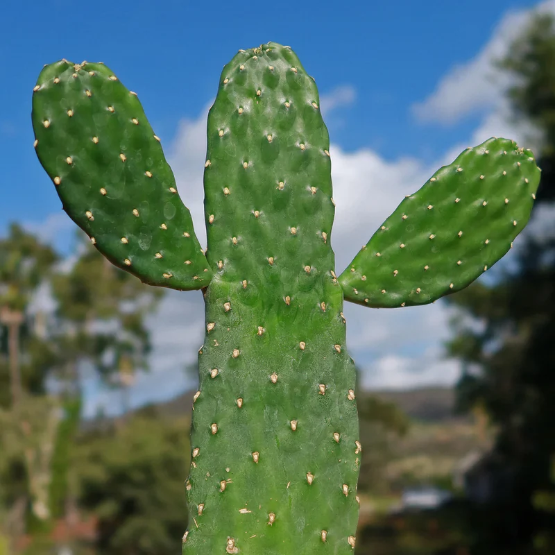 Opuntie 'Consolea'