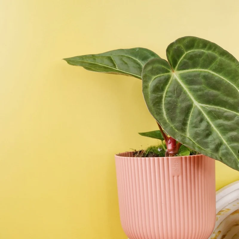 ANTHURIUM MAGNIFICUM X REGALE
