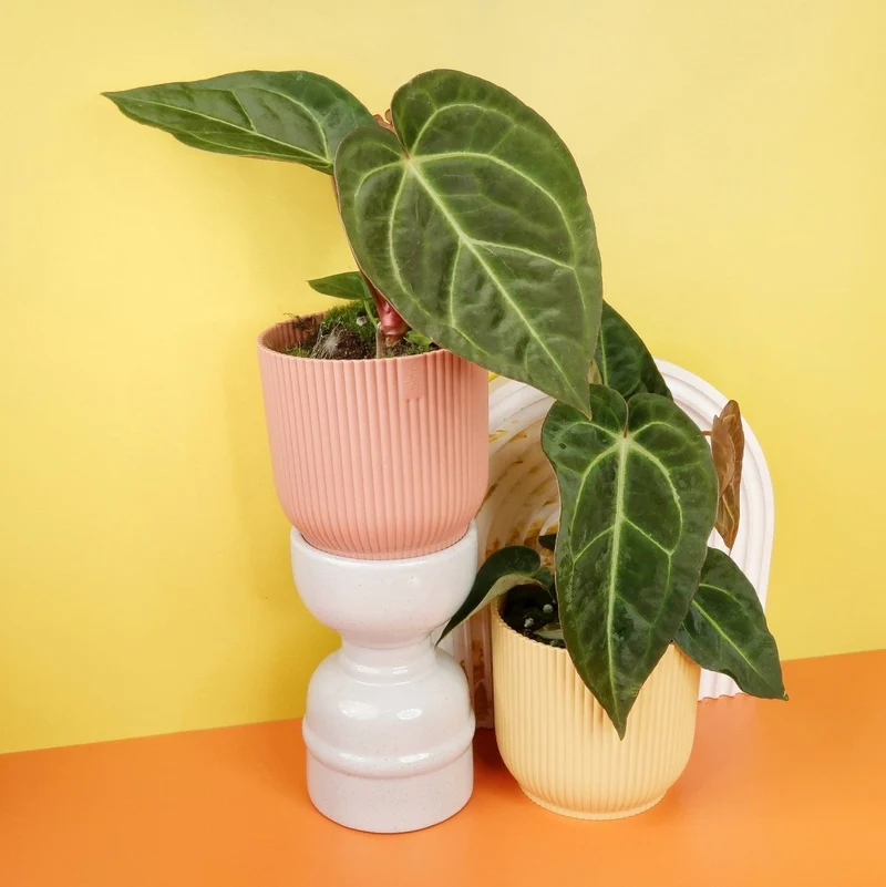 ANTHURIUM MAGNIFICUM X REGALE