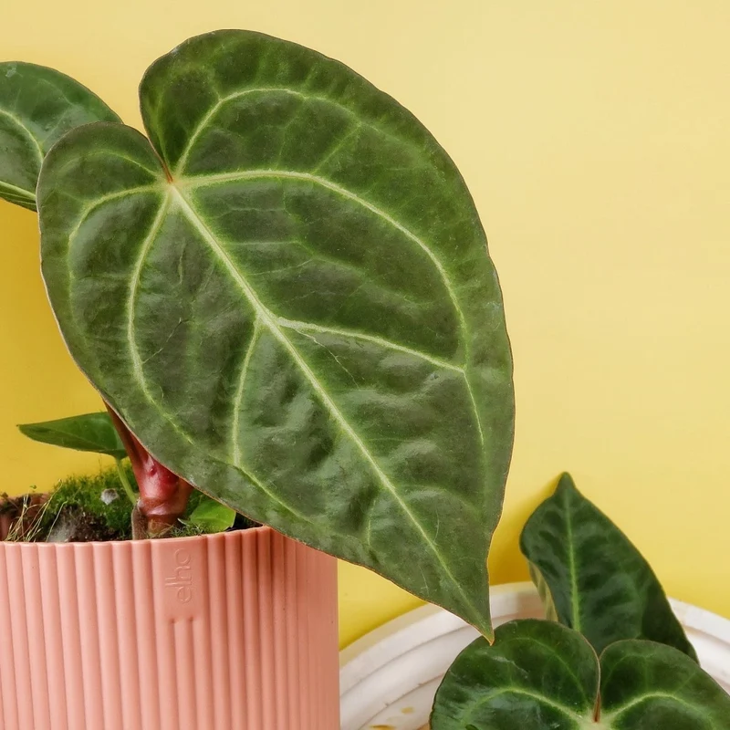 ANTHURIUM MAGNIFICUM X REGALE