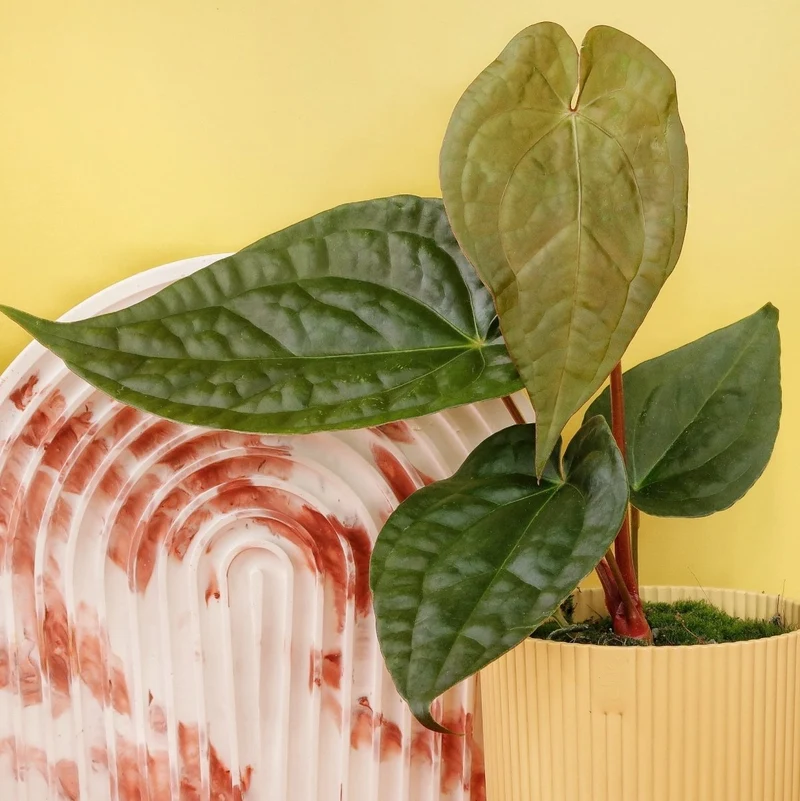 ANTHURIUM MAGNIFICUM X LUXURIANS