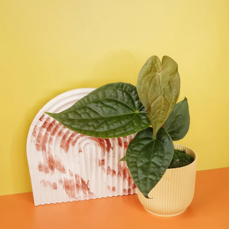 ANTHURIUM MAGNIFICUM X LUXURIANS