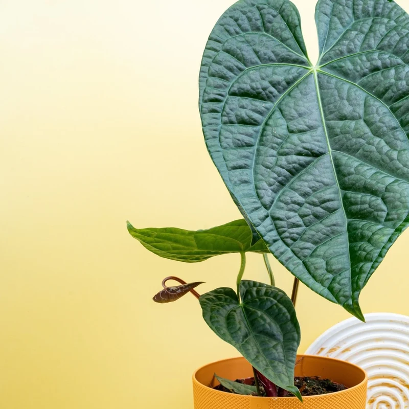 ANTHURIUM MAGNIFICUM X LUXURIANS