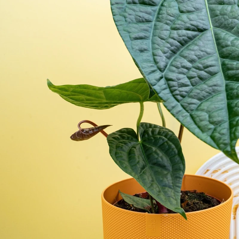 ANTHURIUM MAGNIFICUM X LUXURIANS