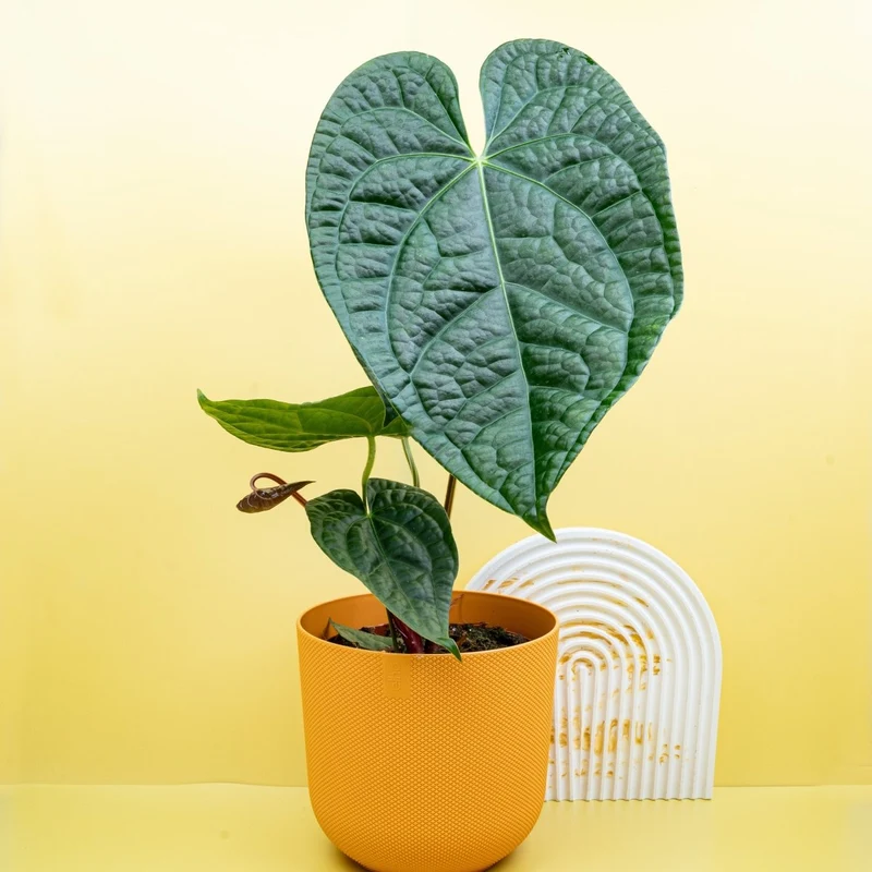 ANTHURIUM MAGNIFICUM X LUXURIANS