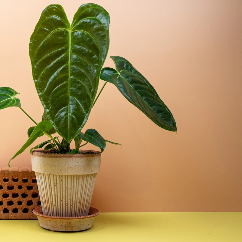 ANTHURIUM VEITCHII