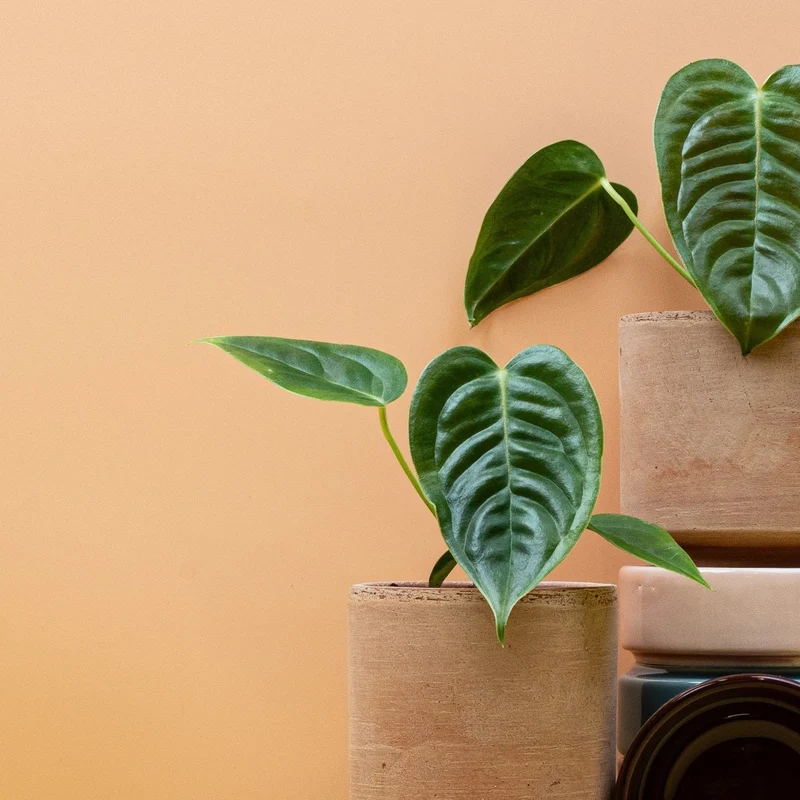 ANTHURIUM VEITCHII
