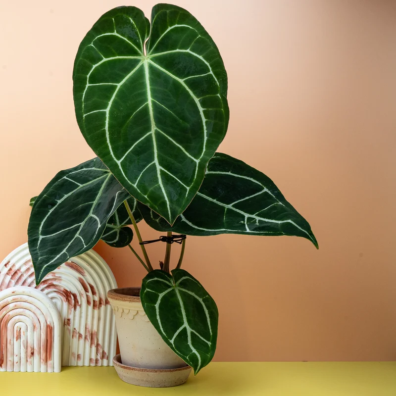 ANTHURIUM CRYSTALLINUM