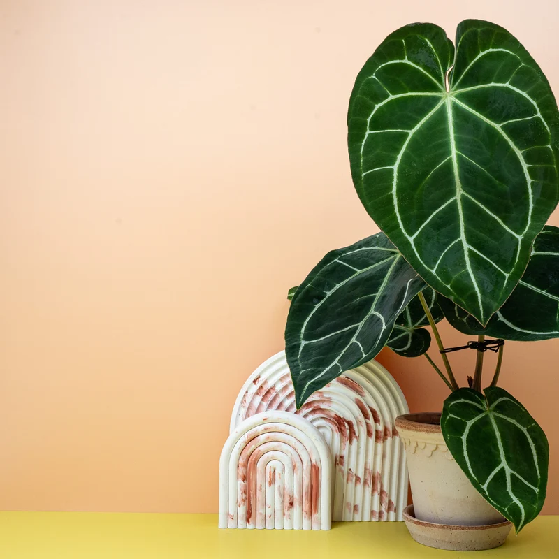 ANTHURIUM CRYSTALLINUM