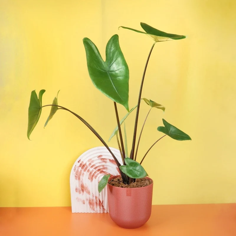 ALOCASIA ZEBRINA BLACK STEM