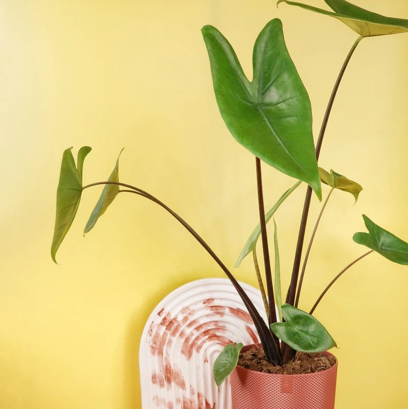 ALOCASIA ZEBRINA BLACK STEM