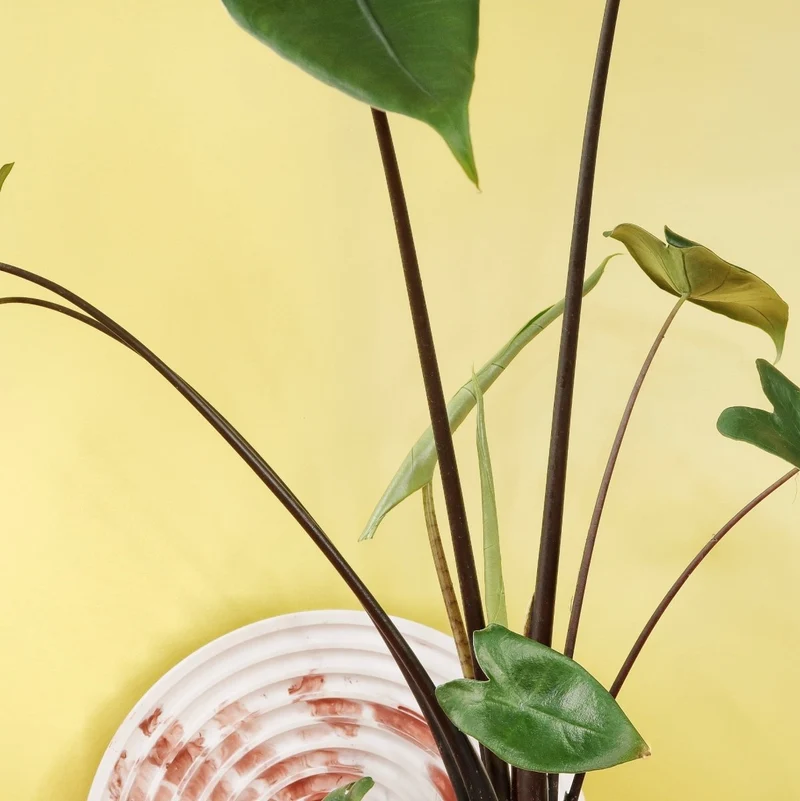 ALOCASIA ZEBRINA BLACK STEM