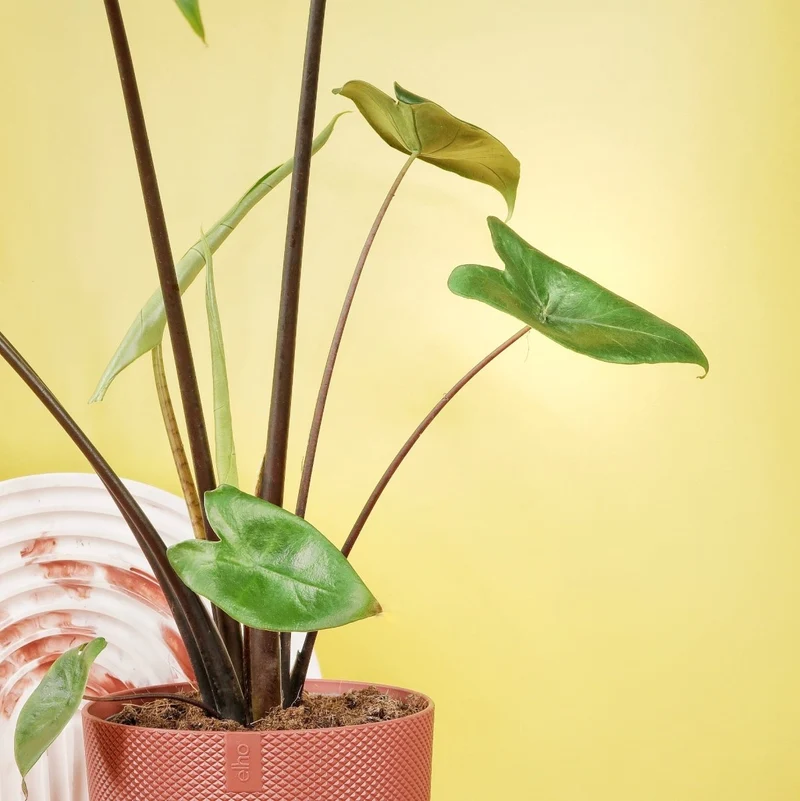 ALOCASIA ZEBRINA BLACK STEM