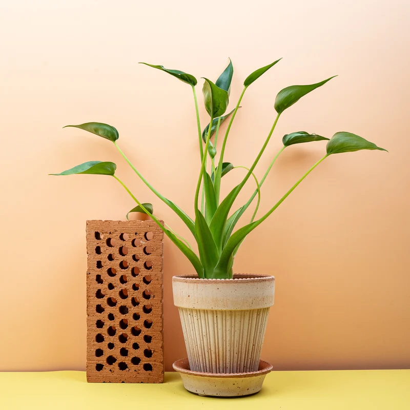 ALOCASIA TINY DANCER